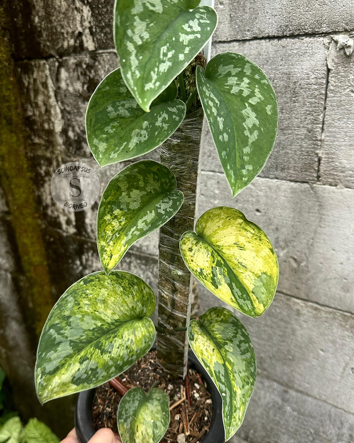 Scindapsus Macaro - Scindapsus Borneo