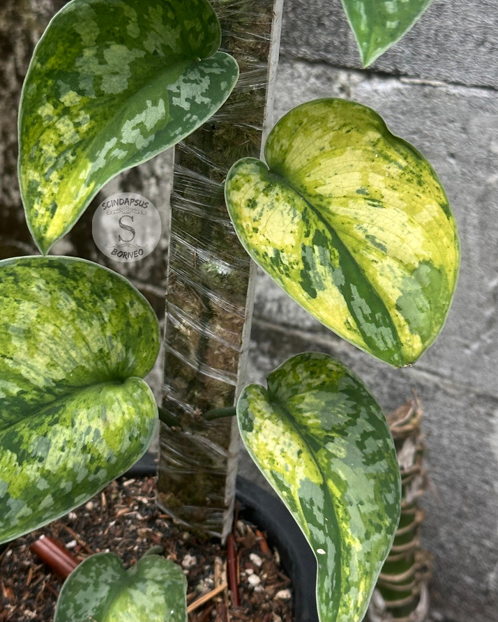 Scindapsus Macaro - Scindapsus Borneo