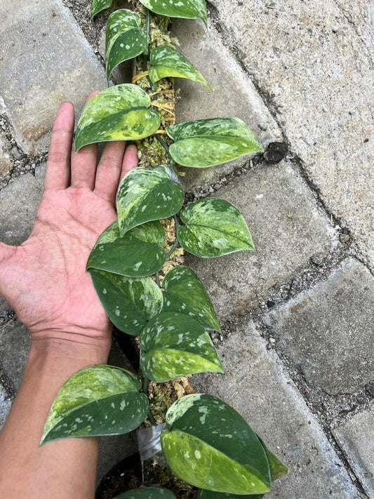 Scindapsus Miracle - Best Selected