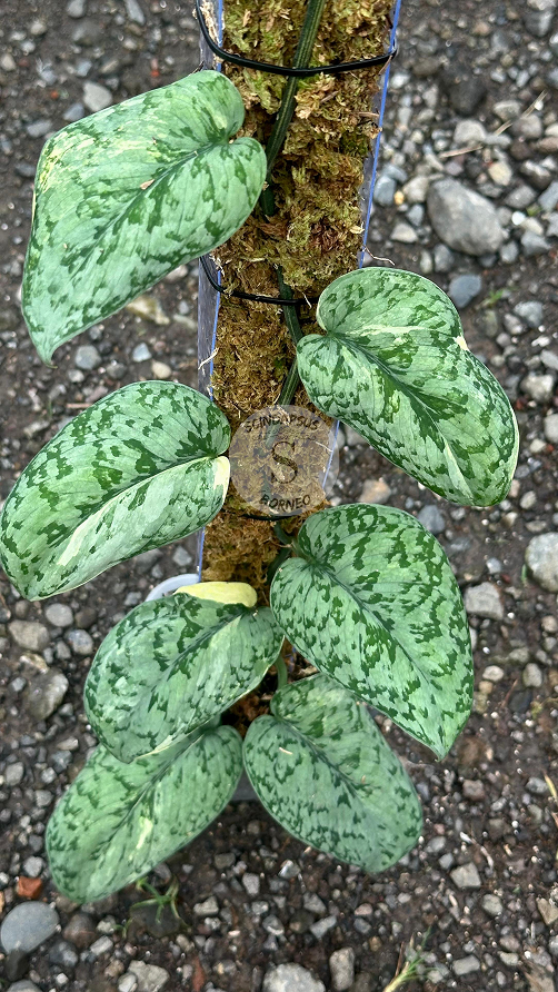 Scindapsus Nirmala Mutation - Best Selected