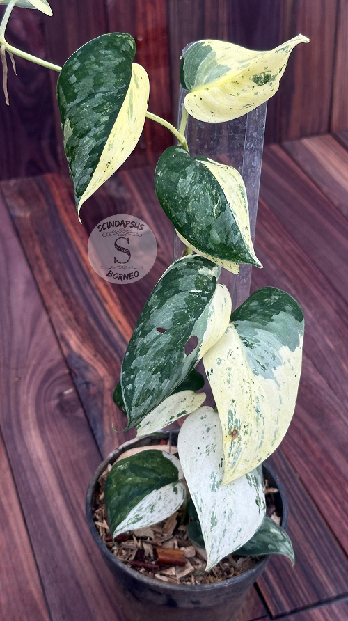 Scindapsus No Id - Best Selected - Choice 8 - Scindapsus Borneo