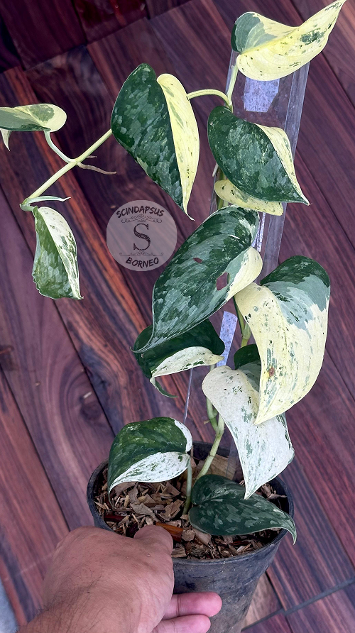 Scindapsus No Id - Best Selected - Choice 8 - Scindapsus Borneo