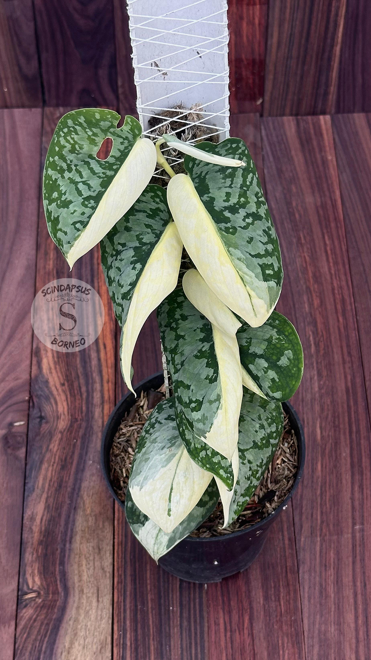 Scindapsus No Id - Best Selected - Choice 9 - Scindapsus Borneo