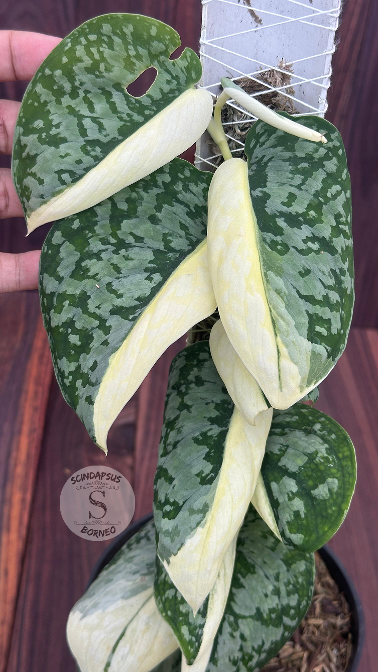 Scindapsus No Id - Best Selected - Choice 9 - Scindapsus Borneo