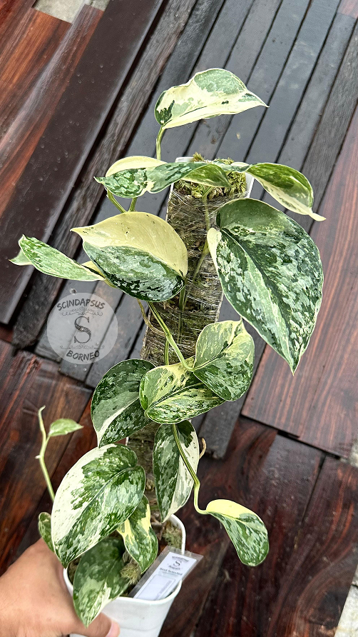 Scindapsus No Id - Best Selected - Choice 12 - Scindapsus Borneo