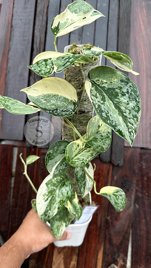 Scindapsus No Id - Best Selected - Choice 12 - Scindapsus Borneo