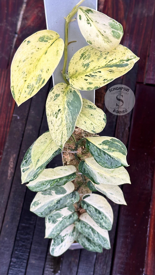 Scindapsus No Id - Best Selected - Choice 11 - Scindapsus Borneo