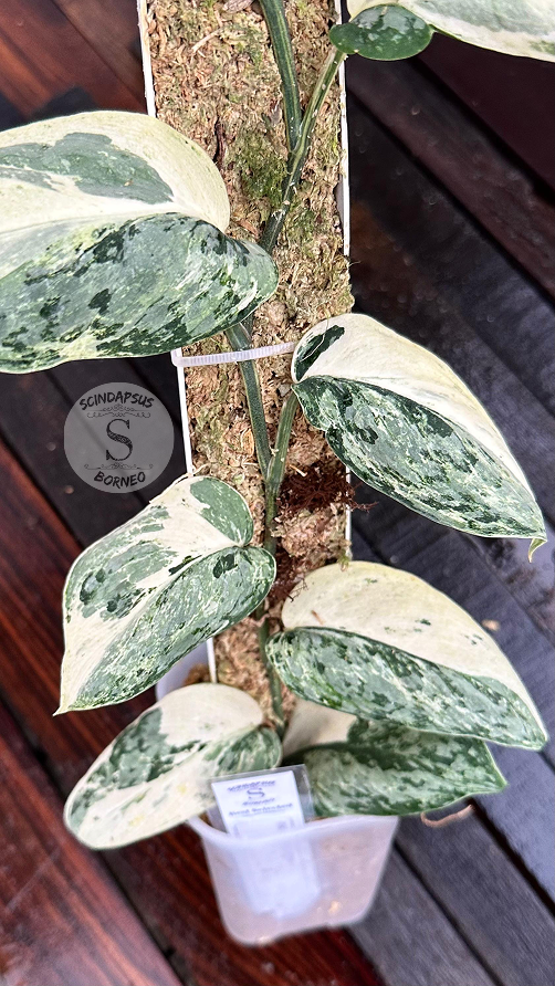 Scindapsus No Id - Best Selected - Choice 11 - Scindapsus Borneo