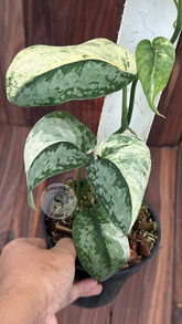 Scindapsus No Id - Best Selected - Choice 10 - Scindapsus Borneo