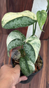 Scindapsus No Id - Best Selected - Choice 10 - Scindapsus Borneo