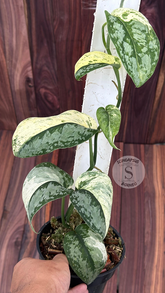 Scindapsus No Id - Best Selected - Choice 10 - Scindapsus Borneo