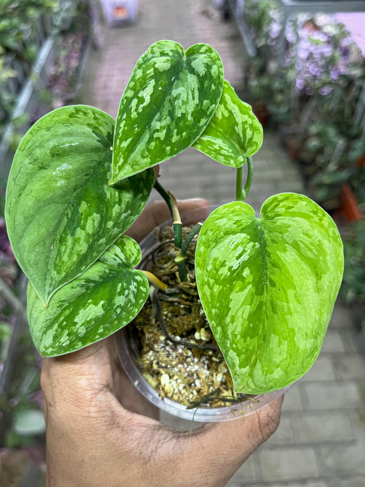 Scindapsus no id tricolor