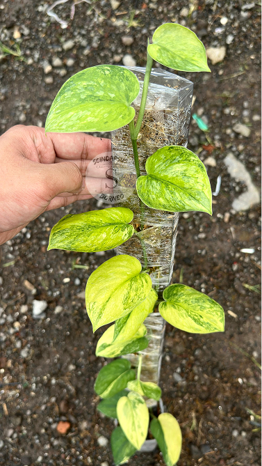 Scindapsus Orbit Aurea - Best Selected