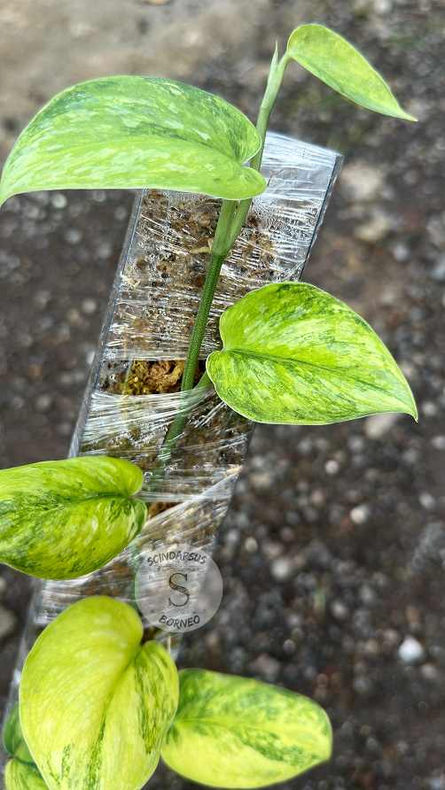 Scindapsus Orbit Aurea - Best Selected