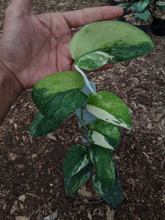 Scindapsus Parahiyangan Tricolor - Best Selected