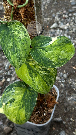 Scindapsus Parahiyangan Tricolor - Best Selected