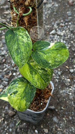 Scindapsus Parahiyangan Tricolor - Best Selected