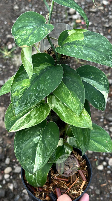 Scindapsus Parahiyangan Tricolor Green On Green - Best Selected