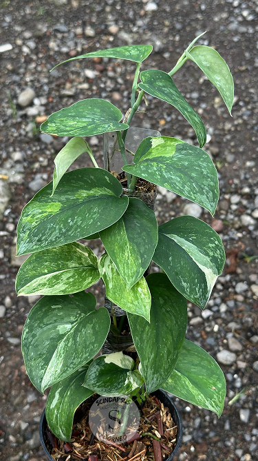 Scindapsus Parahiyangan Tricolor Green On Green - Best Selected