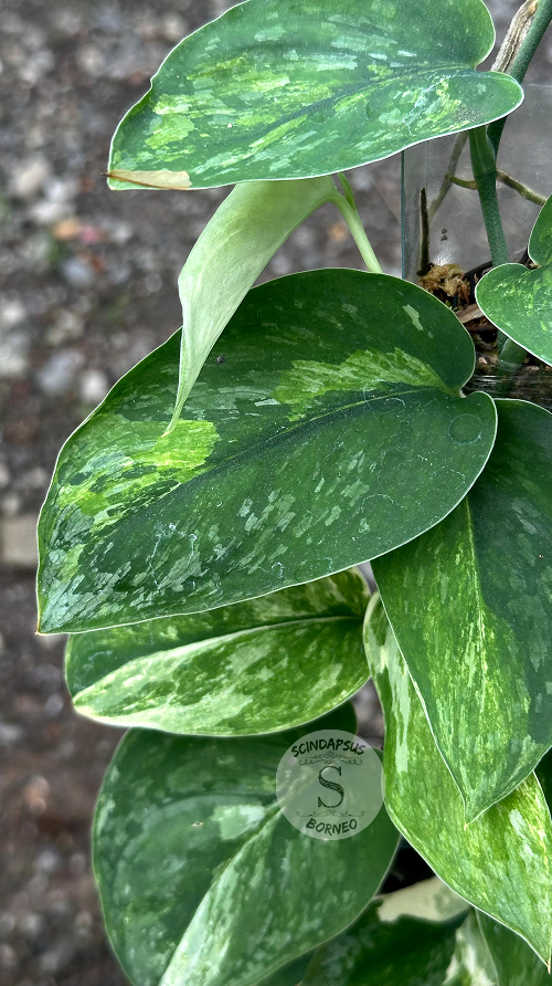 Scindapsus Parahiyangan Tricolor Green On Green - Best Selected
