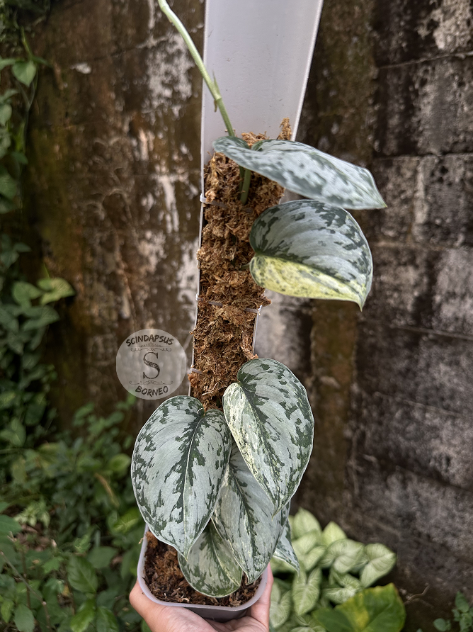 Scindapsus Peasun - Best Selected - Scindapsus Borneo