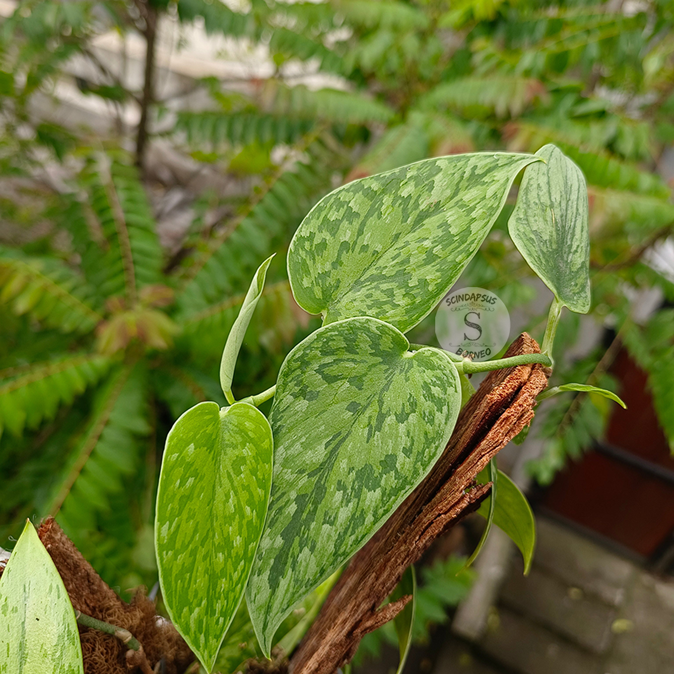 Scindapsus pictus army tricolor - Scindapsus Borneo