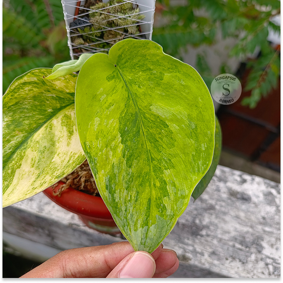 Scindapsus pictus silver splash aurea - Scindapsus Borneo