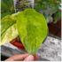 Scindapsus pictus silver splash aurea - Scindapsus Borneo