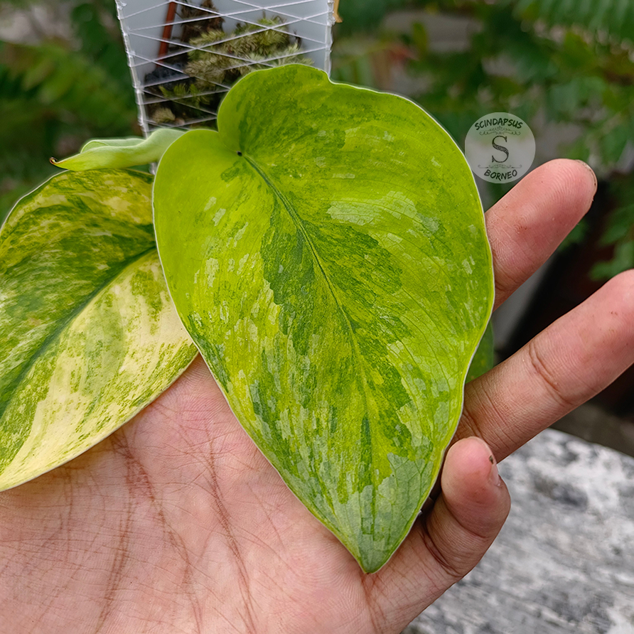 Scindapsus pictus silver splash aurea - Scindapsus Borneo