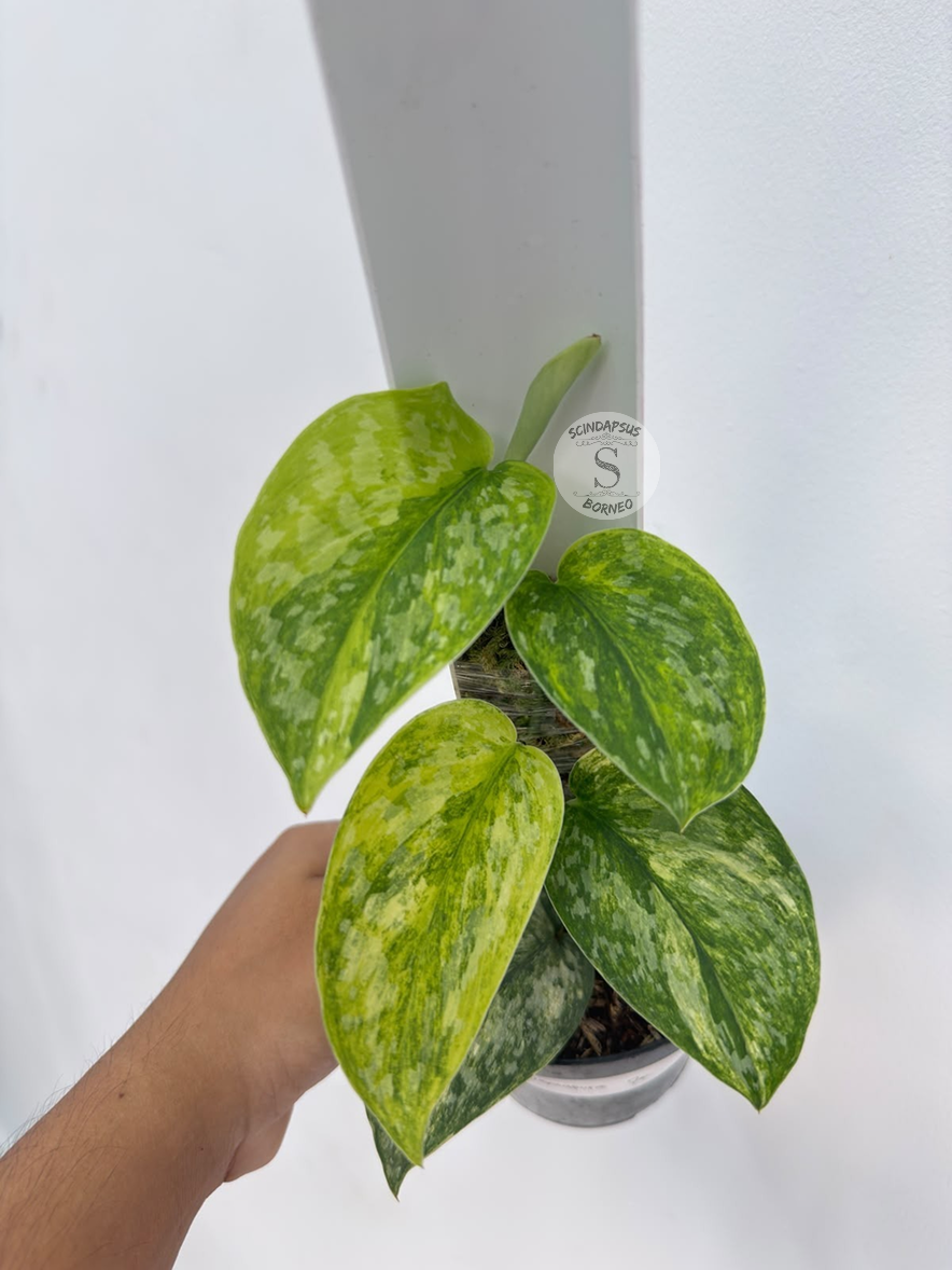 Scindapsus rajatapura - Best Selected