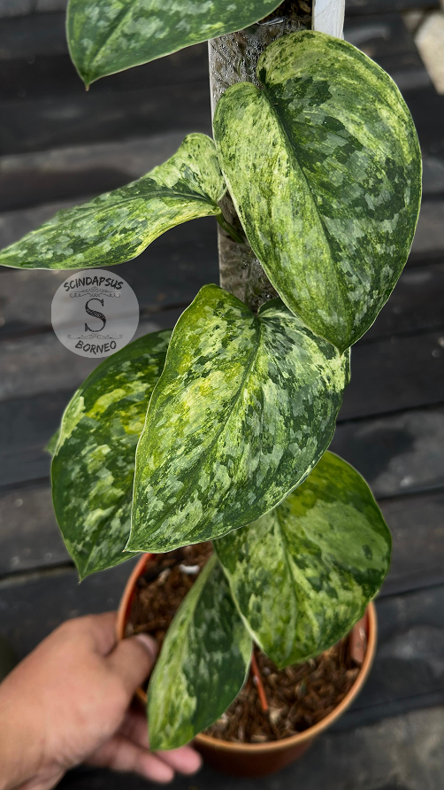 Scindapsus Rajatapura Marble Tricolor - Best Selected