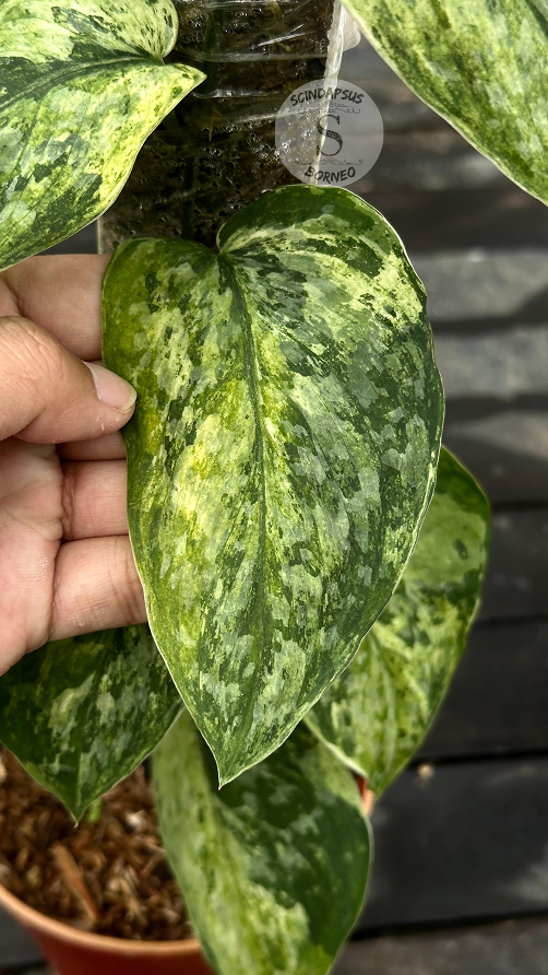 Scindapsus Rajatapura Marble Tricolor - Best Selected