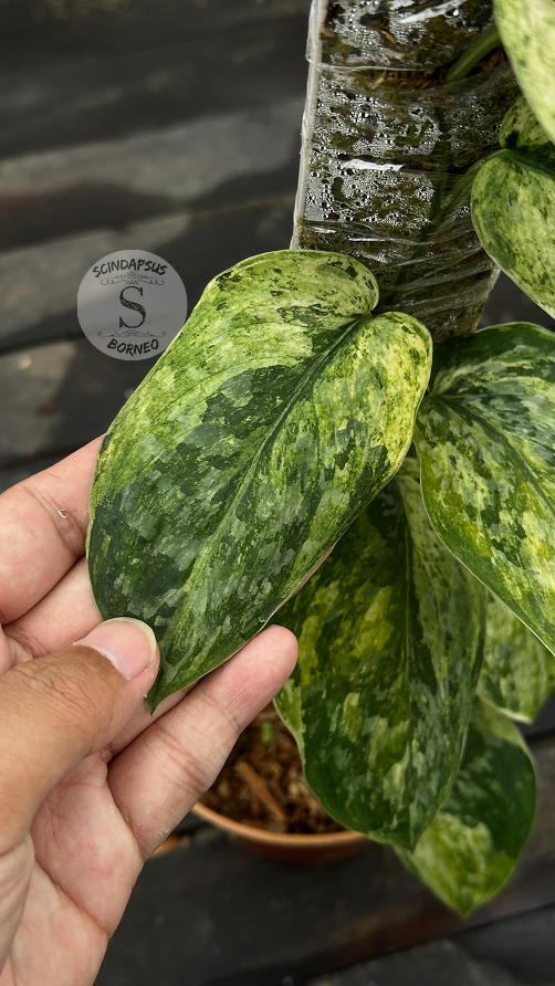 Scindapsus Rajatapura Marble Tricolor - Best Selected