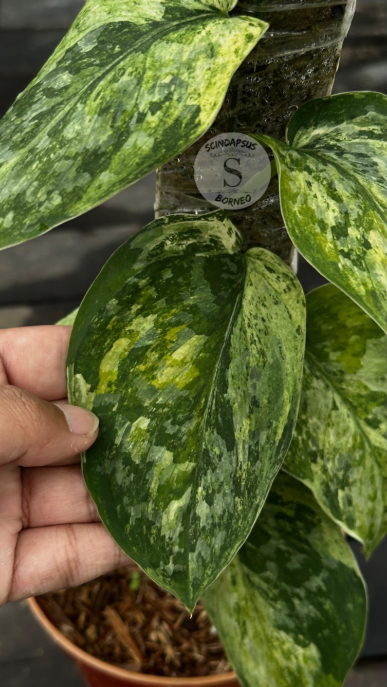 Scindapsus Rajatapura Marble Tricolor - Best Selected