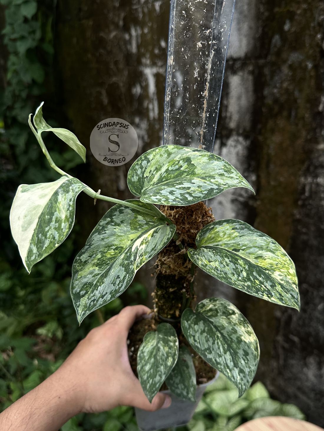 Scindapsus Rajatapura Tricolor - Best Selected - Scindapsus Borneo