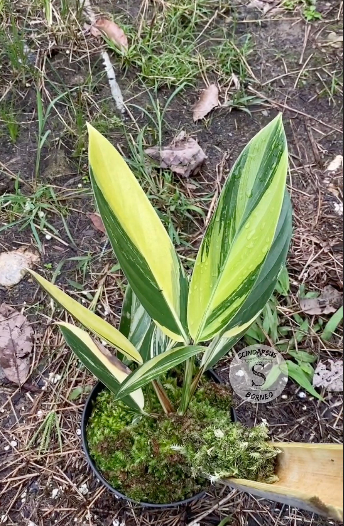 Scindapsus Rupestris Neon - Scindapsus Borneo