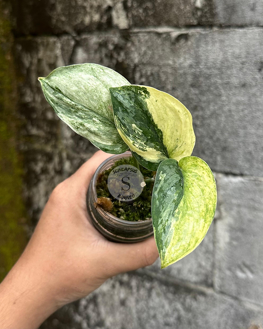 Scindapsus Sadewa