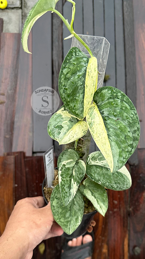 Scindapsus Salacamount - Best Selected - Scindapsus Borneo