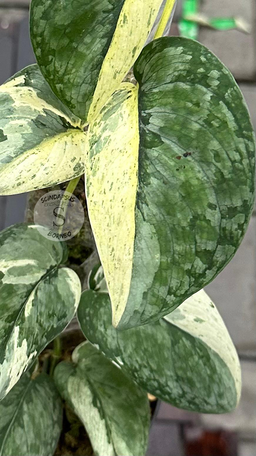 Scindapsus Salacamount - Best Selected - Scindapsus Borneo