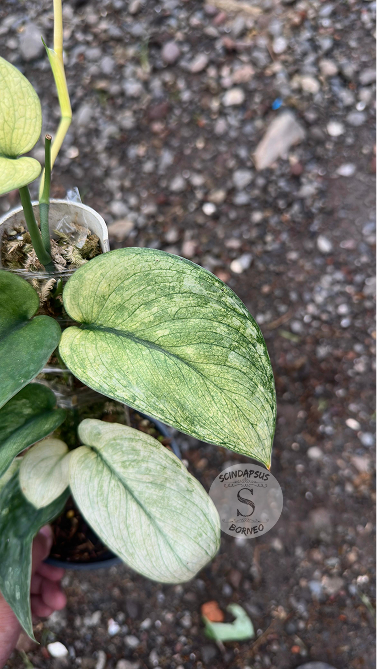 Scindapsus Sembada - Best Selected