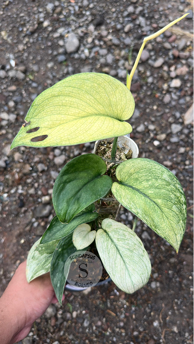 Scindapsus Sembada - Best Selected