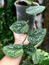 Scindapsus Senopati - Best Selected - Scindapsus Borneo