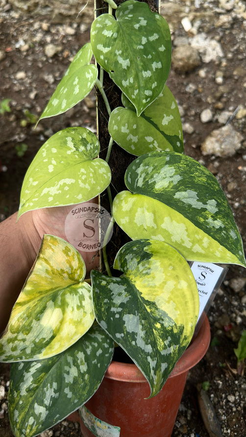 Scindapsus Sentarum Choice 2 - Best Selected