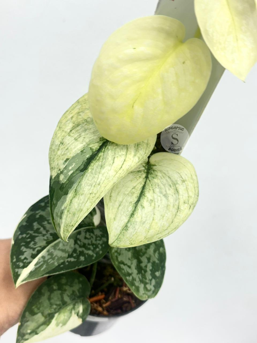 Scindapsus Siak Albo - Best Selected