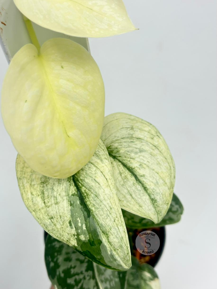 Scindapsus Siak Albo - Best Selected