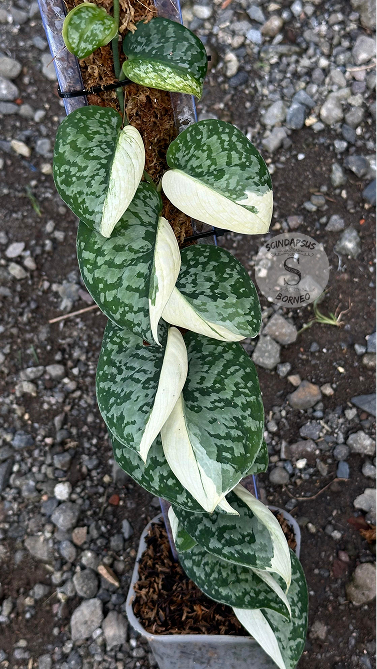 Scindapsus Siak Albo - Best Selected