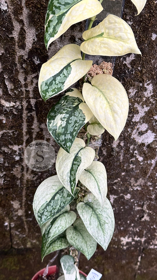 Scindapsus Siak Albo - Best Selected - Scindapsus Borneo