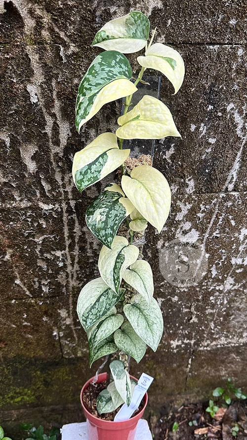 Scindapsus Siak Albo - Best Selected - Scindapsus Borneo