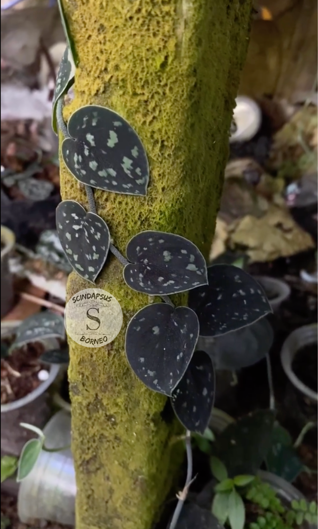 Scindapsus Silver Dark Form