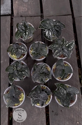 Scindapsus Silver Dark Form - Scindapsus Borneo